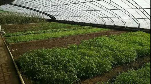 agricultural greenhouse
